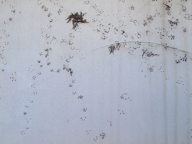 壁についた蔓草の跡