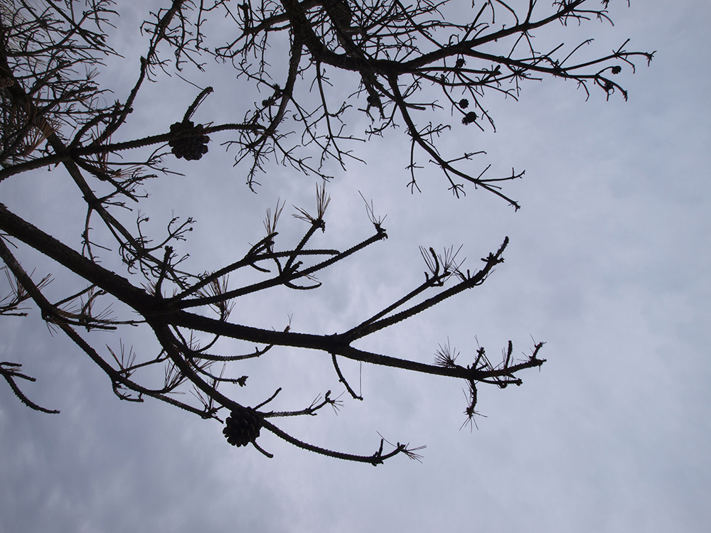 空に木枝のシルエット
